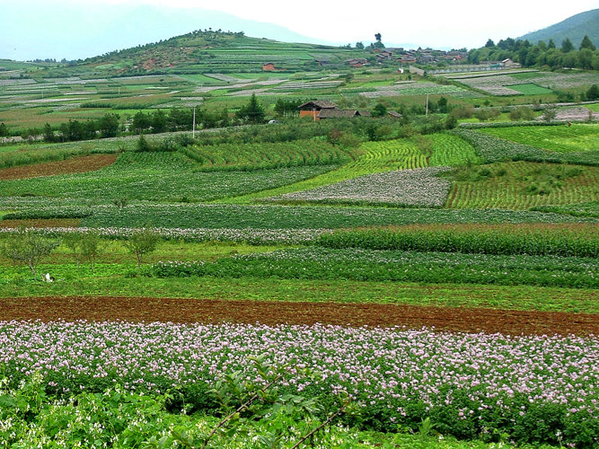 Ein Teppich aus Feldern in Yunnan, einer Region, deren Flächen nur zu etwa 6% landwirtschaftlich nutzbar sind.