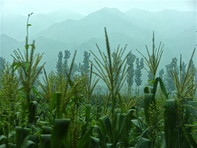 Maisfeld im dichten Morgennebel.