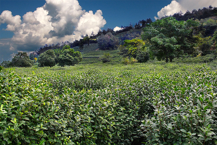 Teefelder im Gebiet Longquans